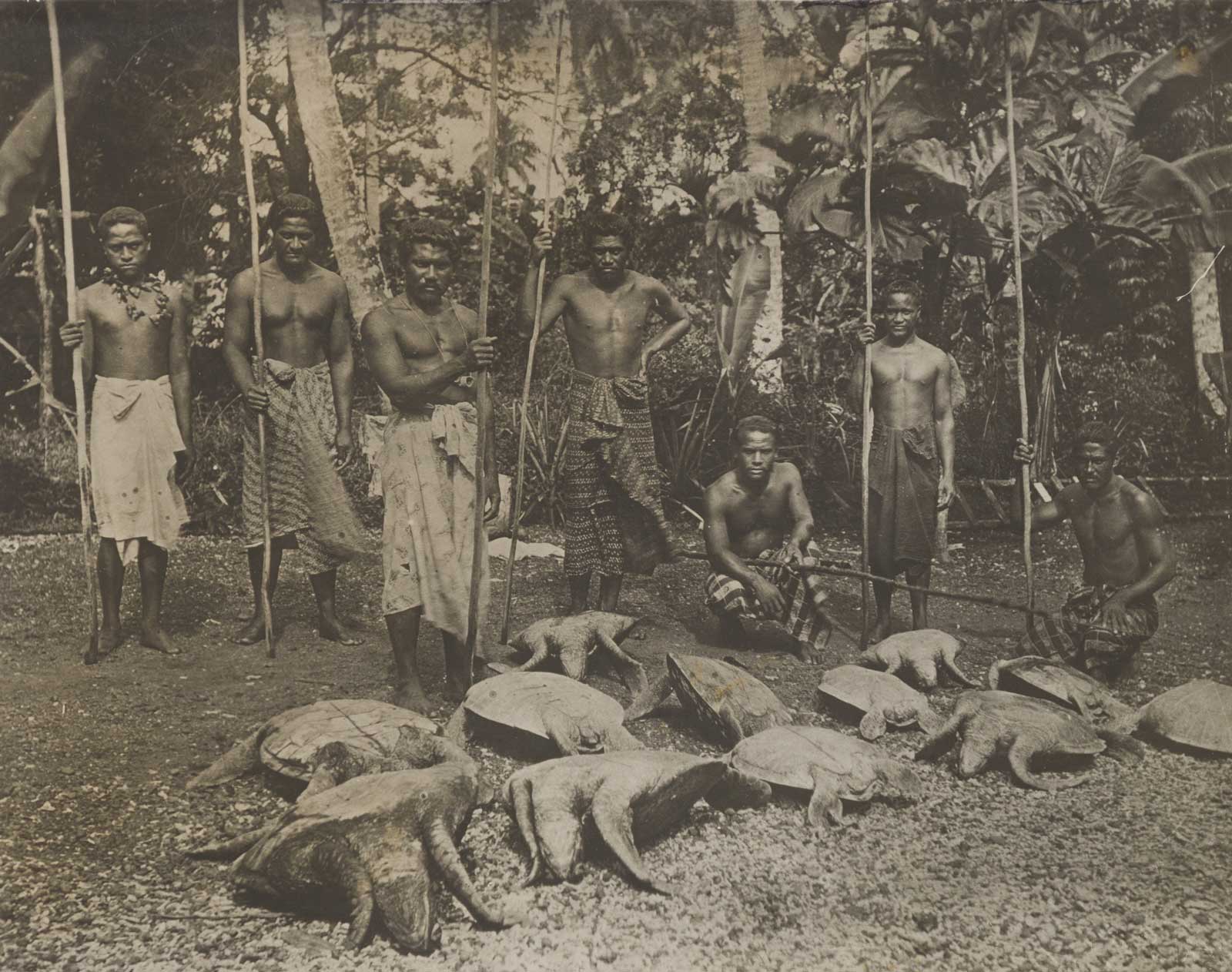  Vintage photograph, photographer unknown, c. 1895, Kona Historical Society 