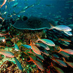 reef fish photo